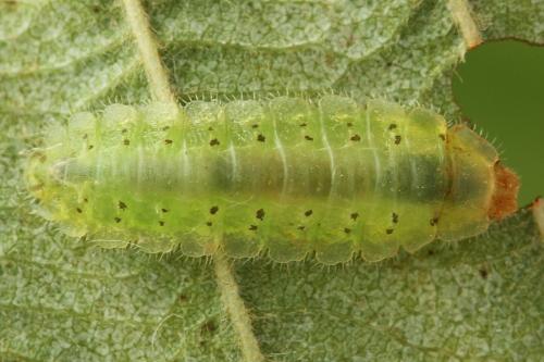 Platycampus luridiventris