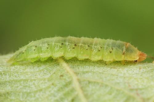 Platycampus luridiventris