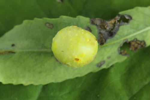 Euura saliciscinereae