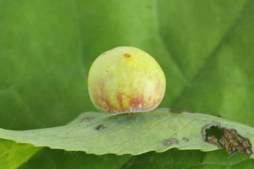 Euura saliciscinereae