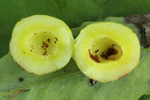 Euura saliciscinereae