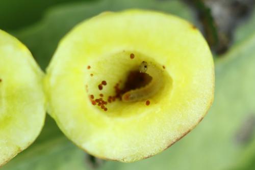 Euura saliciscinereae