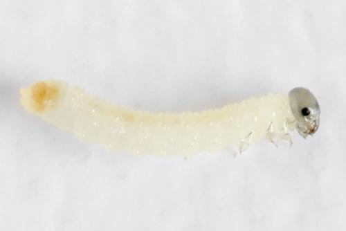 Euura saliciscinereae