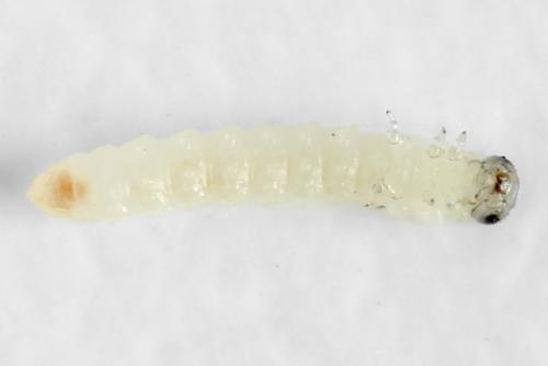 Réf. 320 875 : Euura saliciscinereae
