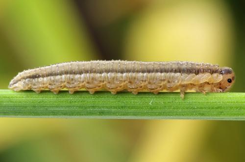 Réf. 320 228 : Tenthredopsis nassata