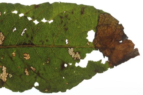 Réf. 320 692 : Heterarthrus microcephalus