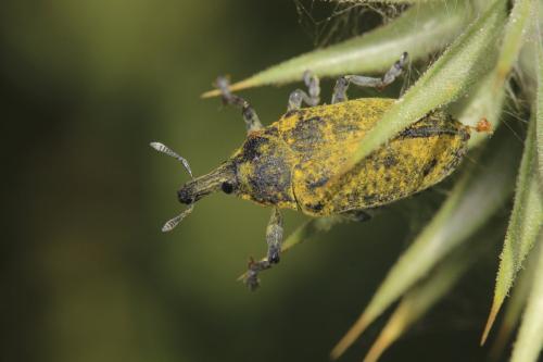 Réf. 320 443 : Larinus latus