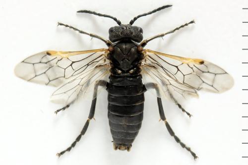 Sciapteryx costalis
