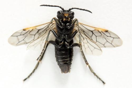 Sciapteryx costalis