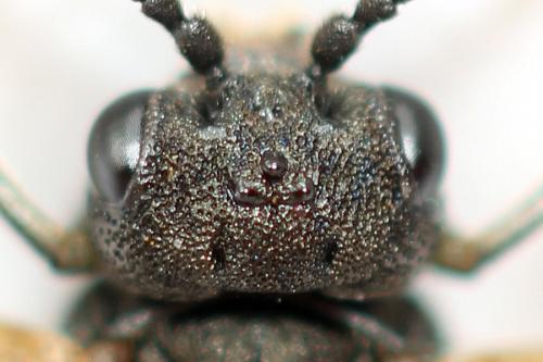 Sciapteryx costalis