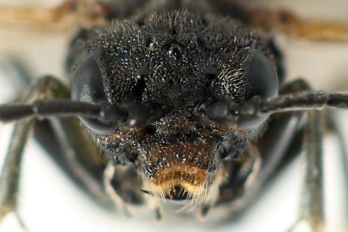 Sciapteryx costalis