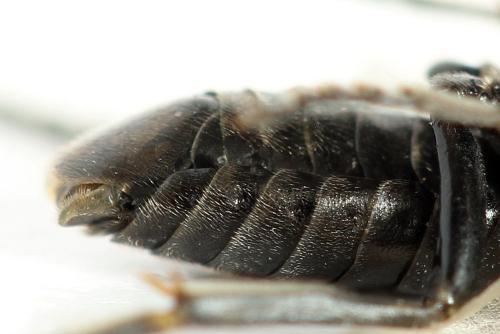 Sciapteryx costalis