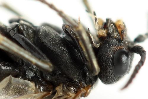 Sciapteryx costalis