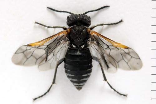 Sciapteryx costalis