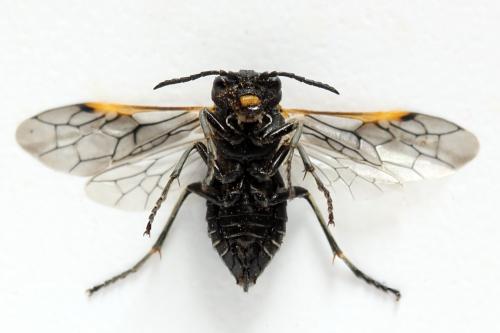 Sciapteryx costalis