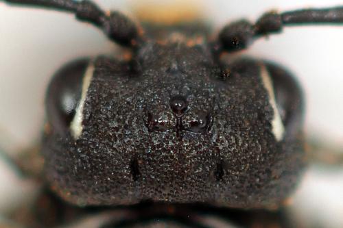 Sciapteryx costalis
