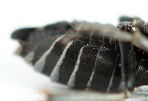 Sciapteryx costalis