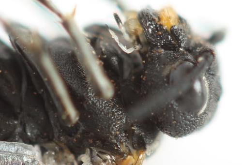 Sciapteryx costalis