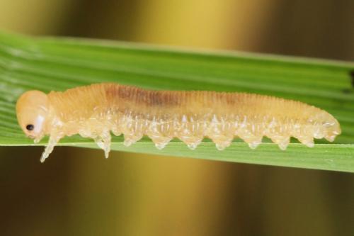 Tenthredopsis nassata