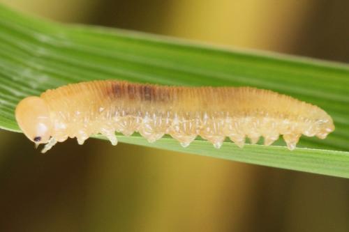 Tenthredopsis nassata