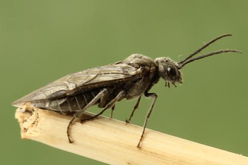 Dolerus nigratus