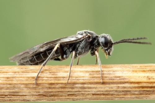Loderus genucinctus