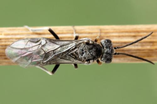 Loderus genucinctus