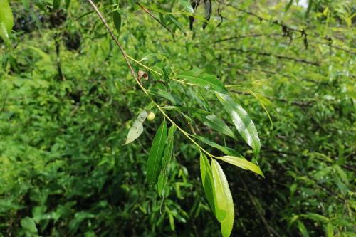 Euura saliciscinereae