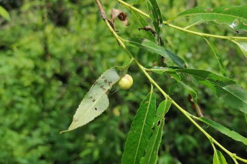 Euura saliciscinereae