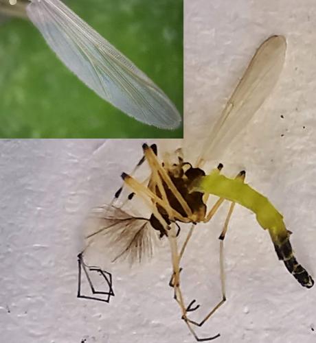 Microtendipes pedellus