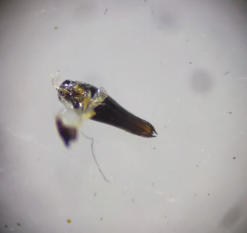 Réf. 320 031 : Paederidus rubrothoracicus