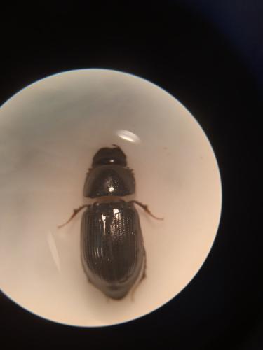 Aphodiinae