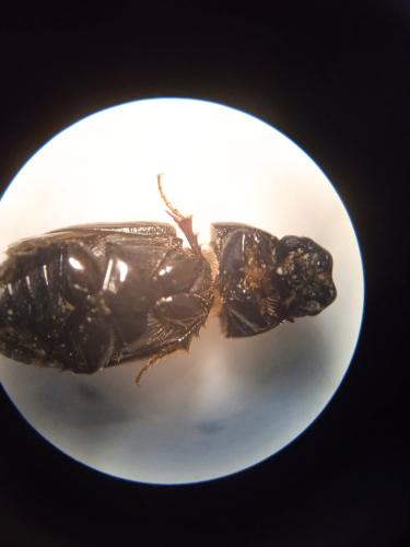 Réf. 320 117 : Aphodiinae inconnu