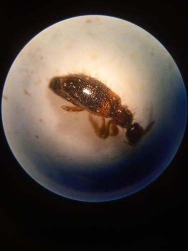 Hirticollis hispidus