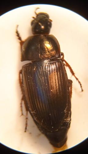 Amara sp.