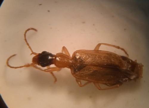 Demetrias atricapillus