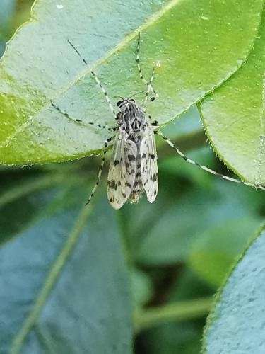 Ablabesmyia sp.