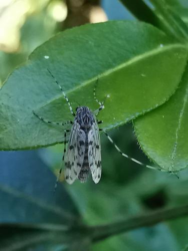 Ablabesmyia sp.