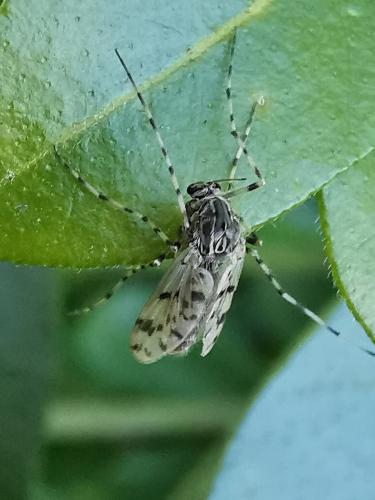 Ablabesmyia sp.