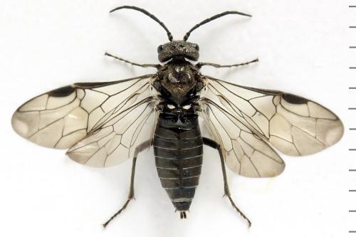 Dolerus nigratus