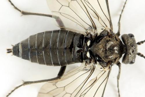 Dolerus nigratus