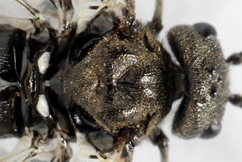 Dolerus nigratus