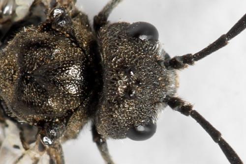 Dolerus nigratus
