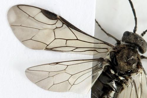 Dolerus nigratus