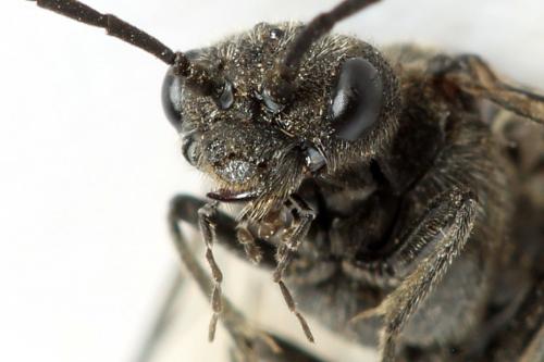 Dolerus nigratus