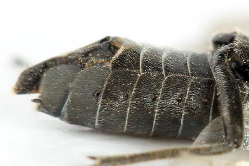 Dolerus nigratus