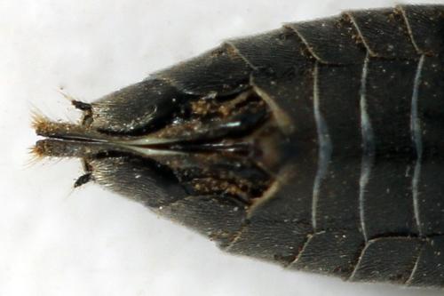 Dolerus nigratus
