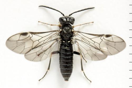 Loderus genucinctus