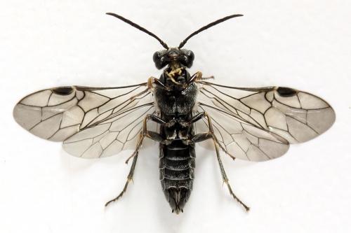Réf. 320 180 : Loderus genucinctus