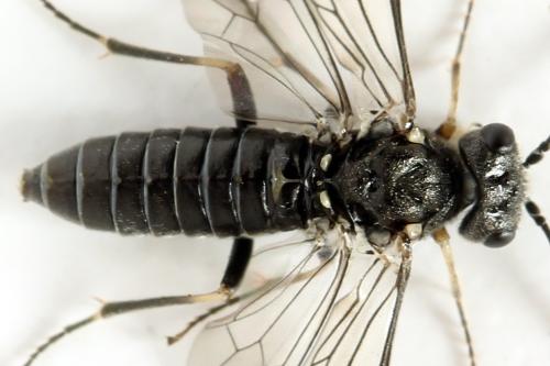 Loderus genucinctus
